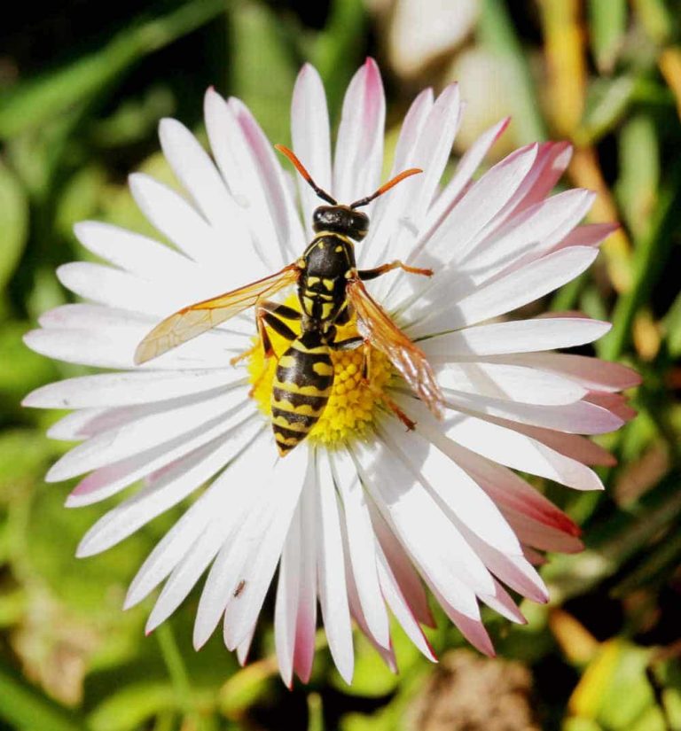 Yellow Jacket or Wasp on flower