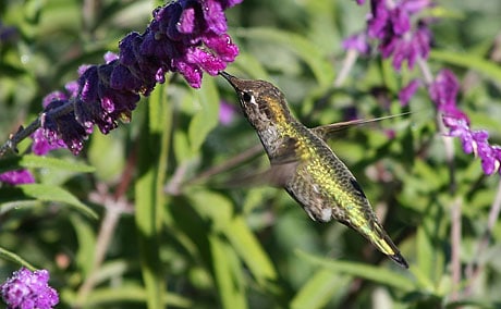 anna's hummingbird feeding on mexican sage flowers