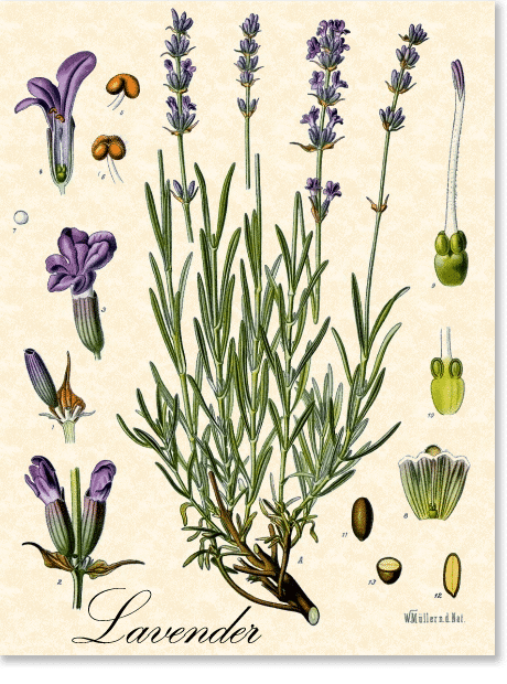 botanical illustration of lavender herb