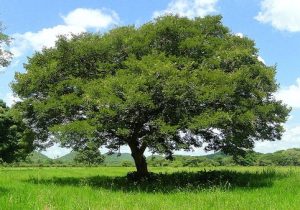 Photo of Copaiba balsam tree (Copaifera Officinalis)