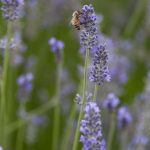 honey bee on lavender flowers