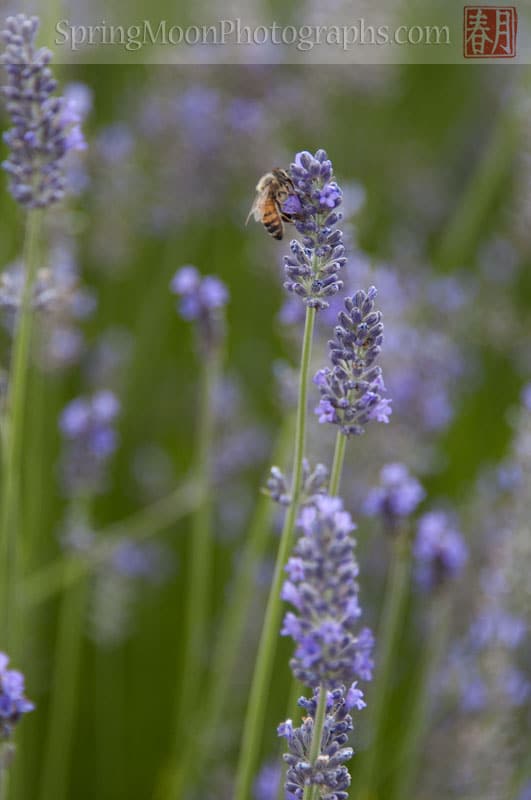 honey bee on lavender flowers