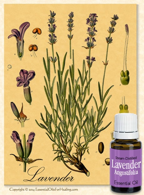bottle of lavender oil with antique botanical illustration