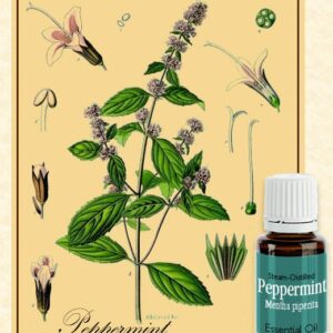 bottle of therapeutic grade peppermint essential oil with antique botanical illustration